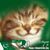 Pagal Freeiqbal Gujjar's profile image