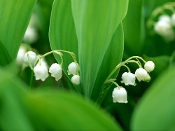 QueenANMM's profile image