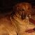 John Molnar's profile image