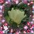 Millie Auer's profile image
