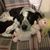Boo Lunger's profile image