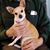 NRose Fox's profile image