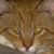 Jeffrey Dahlgren's profile image