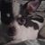 Gizma Gore Goatbagels's profile image