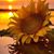 Tracy Fauver's profile image