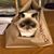 Susan Sundell's profile image