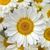 Judy Bortz's profile image