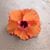 Nancy L. Fong's profile image