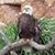 Penny Brooks Green's profile image