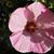 Pam Crawford's profile image