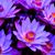 Cinda Brandt-Chadwick's profile image