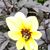 Valerie J Laughlin-Biro's profile image
