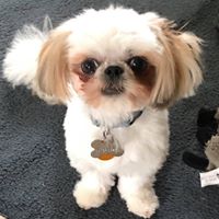 Louis Brian's profile image