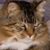 Diana Curtis's profile image