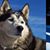 Siber Imaging's profile image