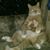 Rob Renzullo's profile image