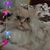 Sandra McVicker's profile image
