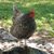 Carla Shipman's profile image
