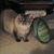 Renee Goetz's profile image