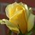 Crystal Richardson's profile image