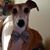 Tricia Edwards's profile image