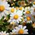 Louise Antle O'Hanlon's profile image