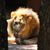 Lisa Patoprsty Reed's profile image