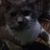 Tammy Drake's profile image