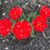 Deana Gambaro's profile image