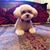 Bear Rusty Sakamoto's profile image
