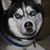 Rick Nelson's profile image
