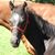 Patty Steigers's profile image