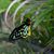 Angela Wedel's profile image