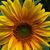 Maggie Chafen's profile image