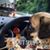 Bentley Bubba-Zippie Gervais's profile image