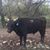 Ron Baca's profile image