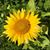 Lori Hillenbrand's profile image