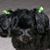 Lori Cheshier's profile image