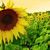 Maha Jomar's profile image