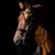 Carol Herron's profile image