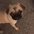 Sue Tomblin-Francoeur's profile image