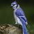 Jay Torreso's profile image