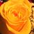 Cheryl Skelley Spangenberger's profile image