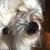 Pamela Burrows's profile image