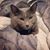 Missi Schmid's profile image