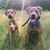 Dessi D Rutherford's profile image
