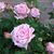 Rose Willshire's profile image