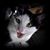 Darlene Norman-Brown's profile image