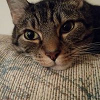 Julie Teeter Runnion's profile image