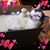 Lori Johnson's profile image